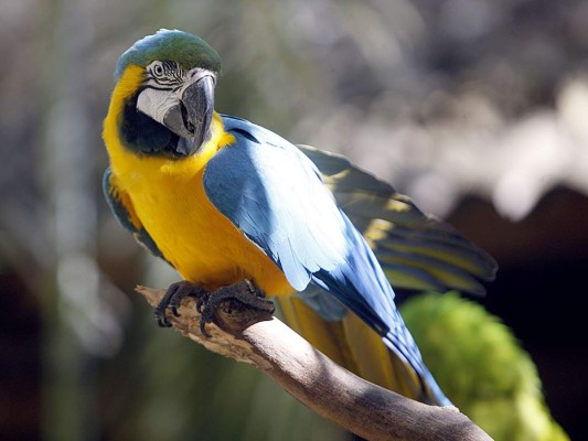 Flora y Fauna