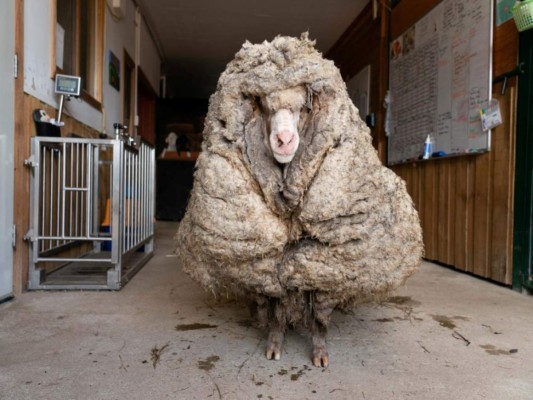 Una oveja australiana fue despojada de 35 kilogramos de pelaje