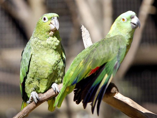 Flora y Fauna