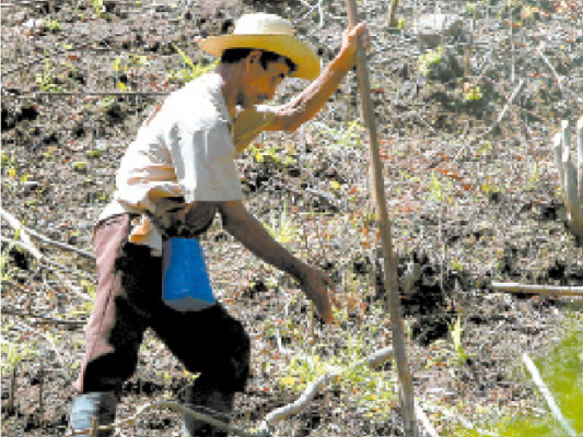 Campesinos de zona sur: 'Solo vamos a comer unos días con lo que se logró cosechar”