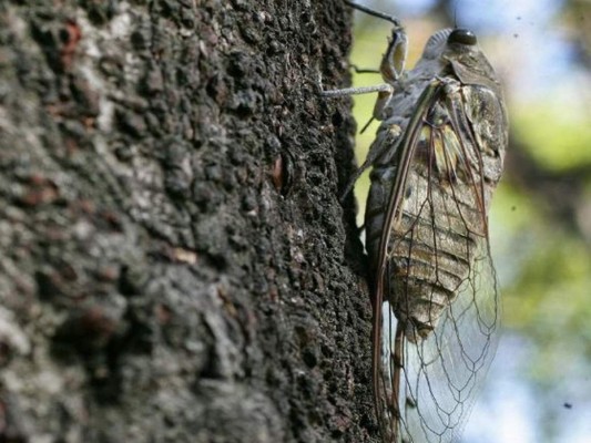 El canto de las chicharras ya anuncia la llegada de la época de verano