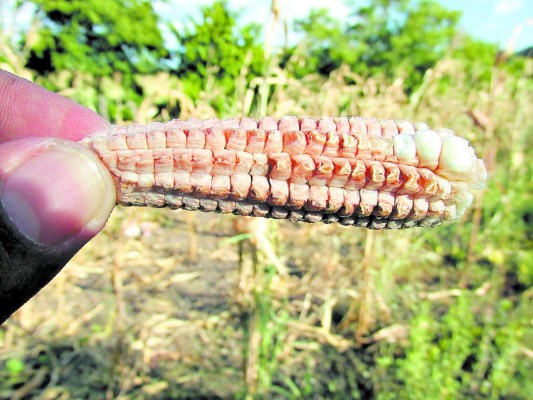 Congreso enfrentará sequía en Honduras