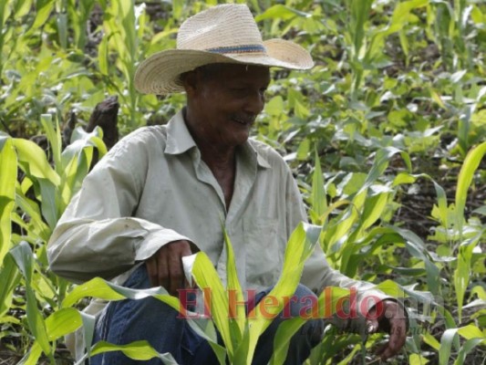 Esfuerzo de los campesinos se fue por la borda: 'No traigan bolsa solidaria, queremos semilla y abono”