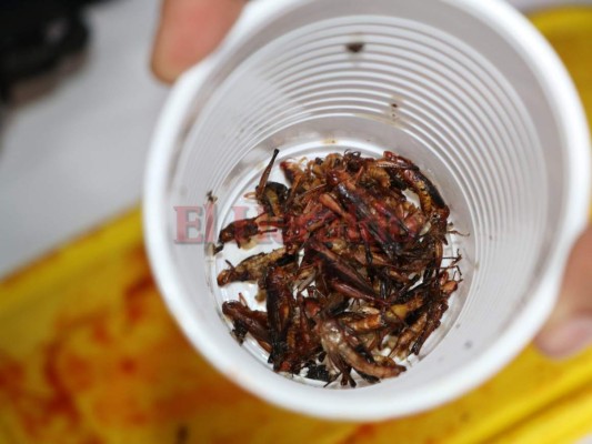 Exóticas comidas, compuestas de insectos invaden la Universidad Nacional Autónoma de Honduras