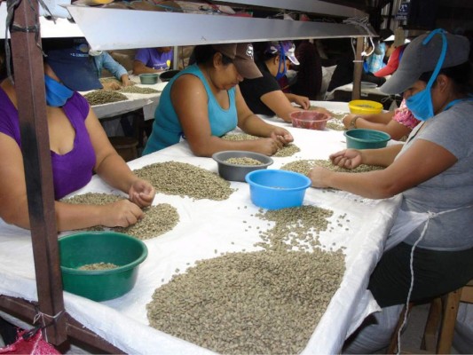 Café orgánico de La Paz conquista Europa y Estados Unidos