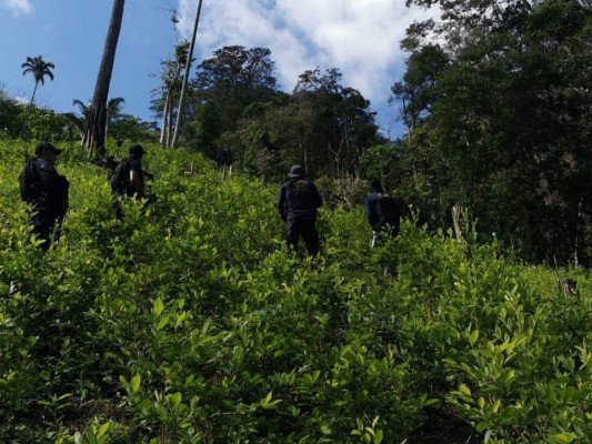 Incautan más de 15 mil arbustos de coca en zona atlántica de Honduras