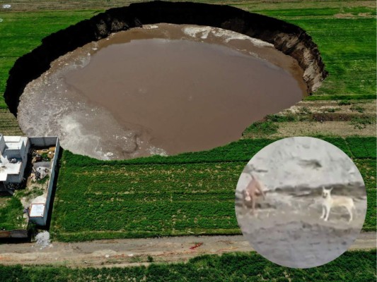 Puebla busca la manera de rescatar a dos perros que cayeron en socavón&nbsp;&nbsp;