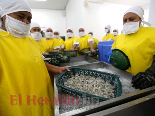 En riesgo más de 3,000 empleos que genera camaronera en el sur de Honduras
