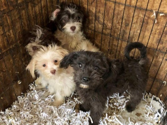 Mujer tenía 44 perros muertos y 130 vivos en su casa en Estados Unidos