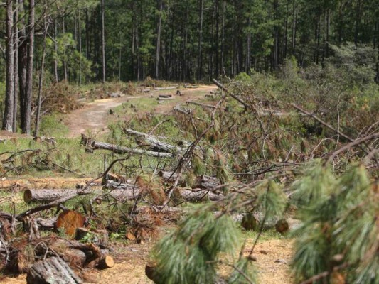 Robinson: Honduras afronta la sequía más grave de la última década