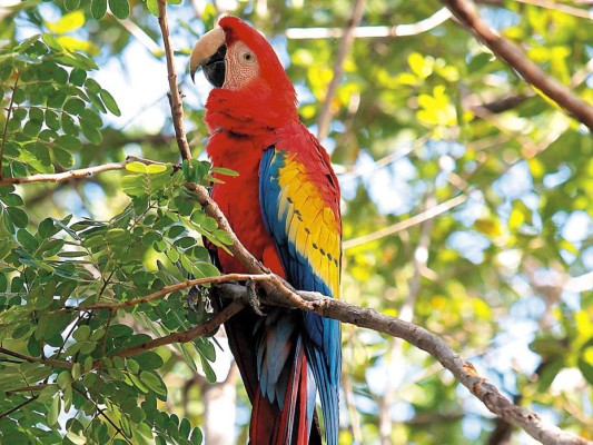 Científicos resuelven el misterio del color rojo en las aves