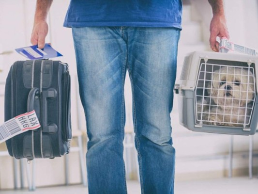 Hondureños no podrán ingresar con perros a Estados Unidos