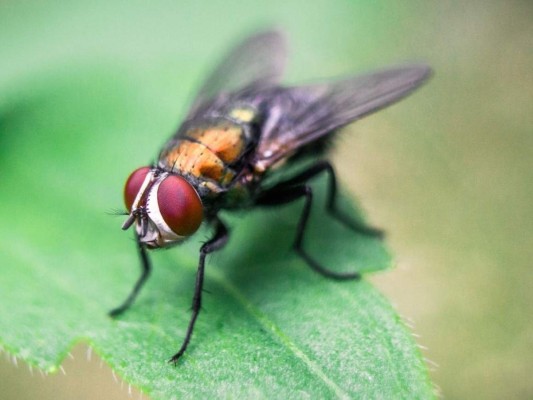 15 datos interesantes que no sabías sobre las moscas