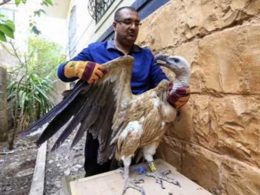 Nelson, el buitre sospechoso de espionaje en Yemen