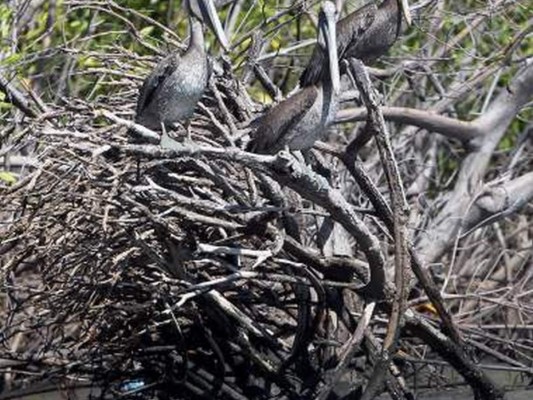 El mangle, el tesoro más preciado del Pacífico