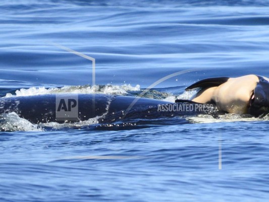 Orca 'en duelo” empuja cadáver de su cría durante una semana