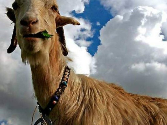 Buscan a hombres que agredieron sexualmente a una cabra en la India