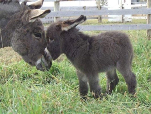 Burrito de pesebre español muere tras ser montado por hombre corpulento