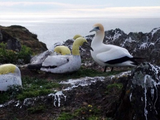 Muere en Nueva Zelanda el 'pájaro más solitario del mundo'&nbsp;