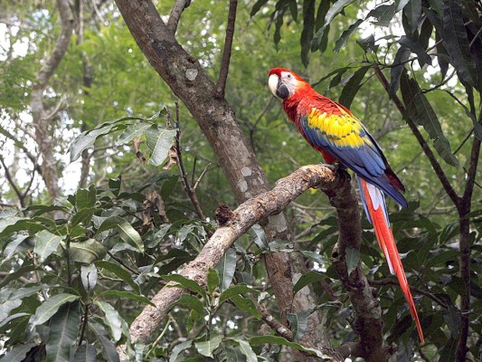 Flora y Fauna