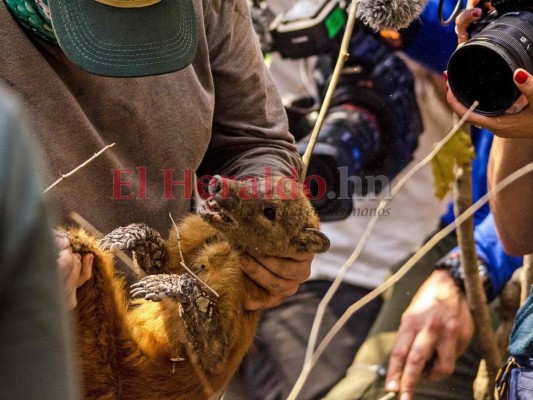Ligera reducción mensual de incendios en Amazonía brasileña, tras pico de 2019