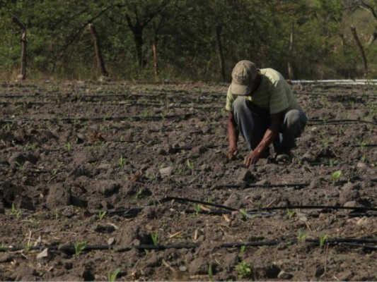Se retrasa siembras de granos básicos en el valle de Comayagua