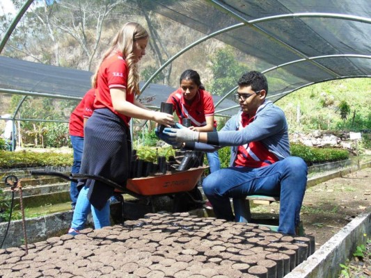Más de 9 mil hectáreas afectadas están siendo reforestadas en el Distrito Central