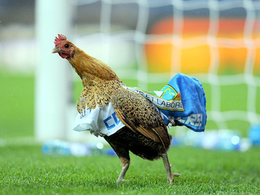 La gallina que paralizó el crucial juego entre Blackburn y el Wigan