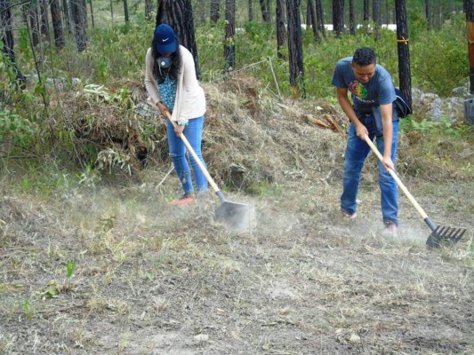 Más de 9 mil hectáreas afectadas están siendo reforestadas en el Distrito Central