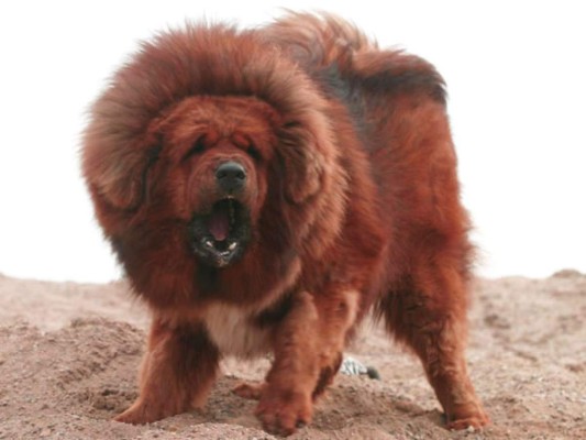 Hombre pagó 2 millones de dólares por un perro