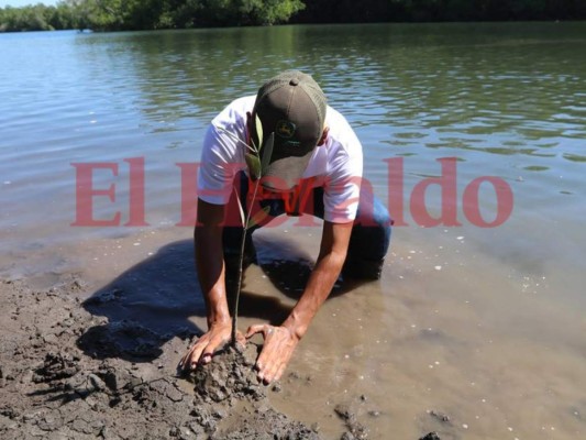 Honduras: Cierran campaña de reforestación de mangle rojo en la Isla Conejo