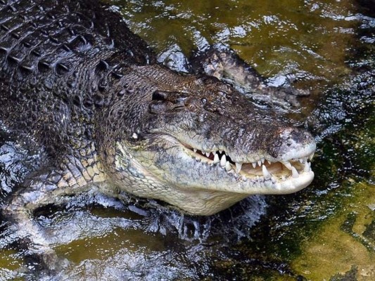 Ancestros de los cocodrilos caminaban en dos patas, según estudio