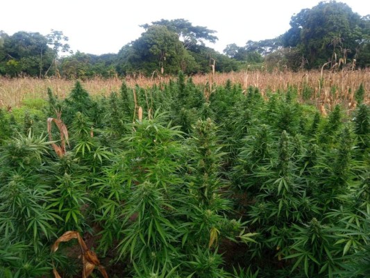 Incautan plantación de marihuana en Francisco Morazán