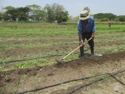 Activan plan para garantizar producción de granos básicos