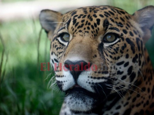 Recorriendo el zoológico Rosy Walther: Micho, el atractivo jaguar que se roba las miradas