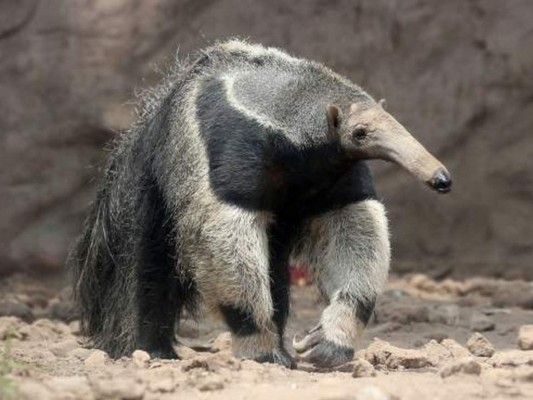 Fotografía premiada sobre la vida salvaje mostraba a un animal disecado