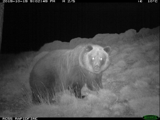 Tercer oso muerto en la cordillera de los Pirineos en 2020