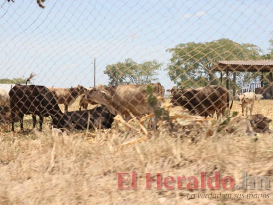 Dentro de cinco meses empieza a funcionar la Unag de Comayagua