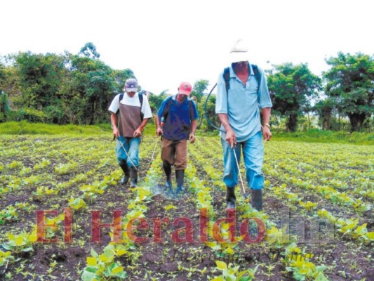 Poco alcance tiene el programa agrícola de las Fuerzas Armadas de Honduras