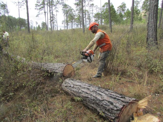 Listo plan para recuperar bosques dañados por incendios y plagas