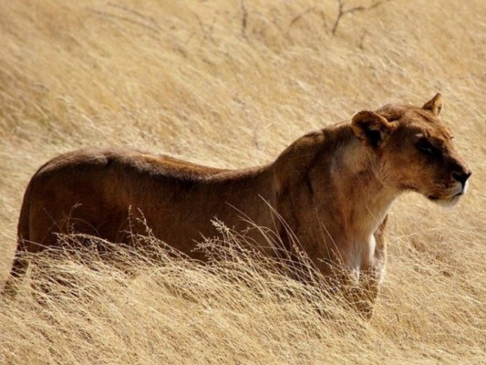 Vídeo: Una pareja se lleva un susto cuando león 'toca la puerta' de su carro