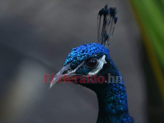 Recorriendo el zoológico Rosy Walther: El pavo real, colorida y elegante ave del recinto