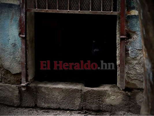 Recorriendo el zoológico Rosy Walther: Negrón, la pantera gruñona y comelona