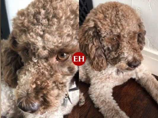 Perrita causa sensación por sus largas y encrespadas pestañas