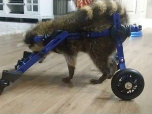Cachorra de mapache camina con ayuda de silla de ruedas para animales&nbsp;