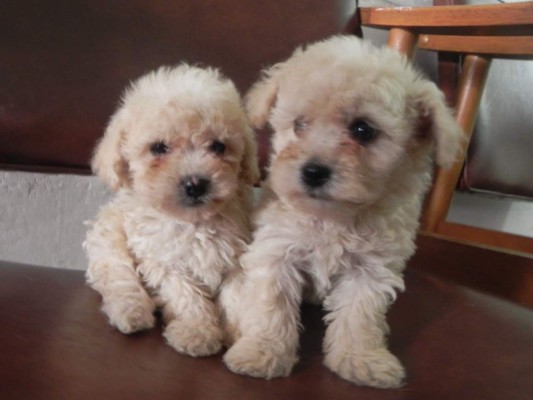 El perro ideal para cada familia