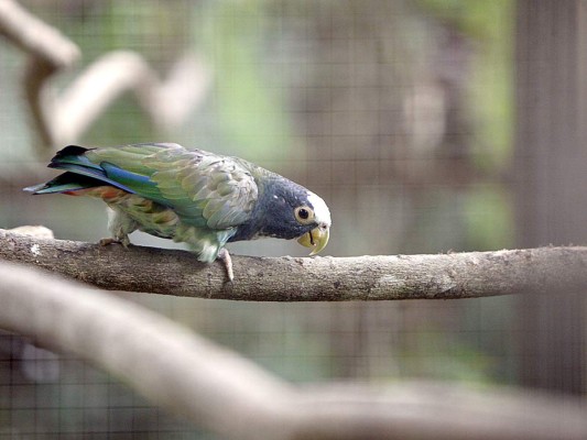 Flora y Fauna