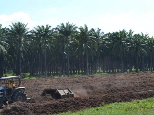 Honduras alcanza 190,000 hectáreas de palma africana