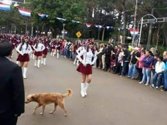 Foto del perro en desfile se vuelve viral en redes sociales