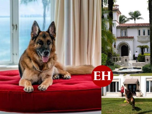 El perro más rico del mundo vende su casa en Miami, así vivía en la lujosa mansión (FOTOS)